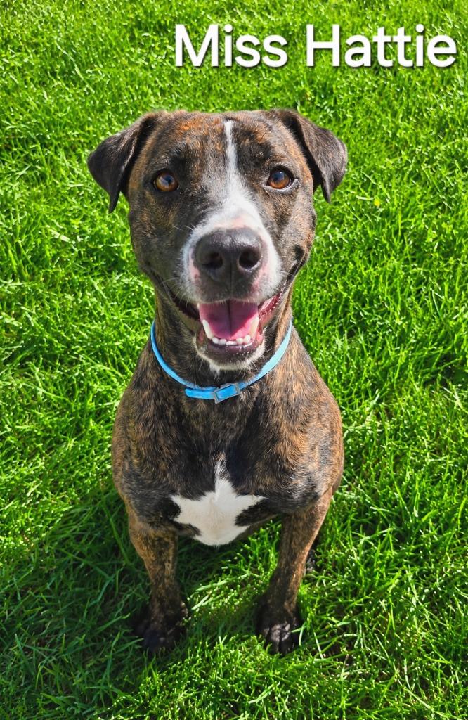 Enlarge Miss Hattie Yrly 158, a Adoptable mixed breed in Sidney, OH image 4/5