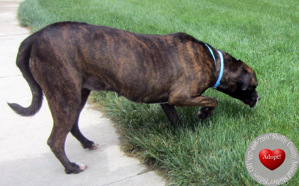 Enlarge Miss Hattie Yrly 158, a Adoptable mixed breed in Sidney, OH image 5/5