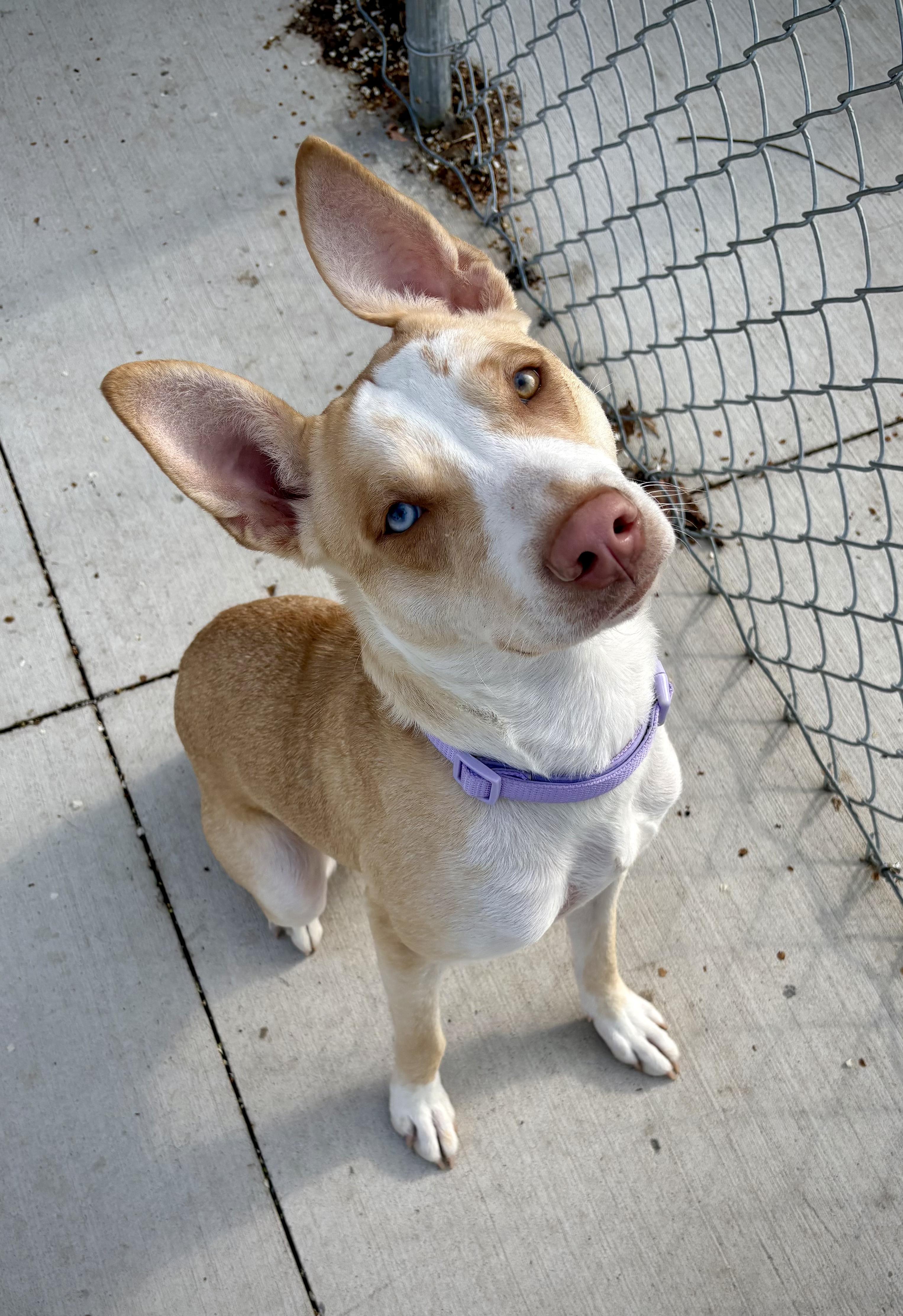 Enlarge Hera, a Adoptable mixed breed in Kalamazoo, MI image 1/6