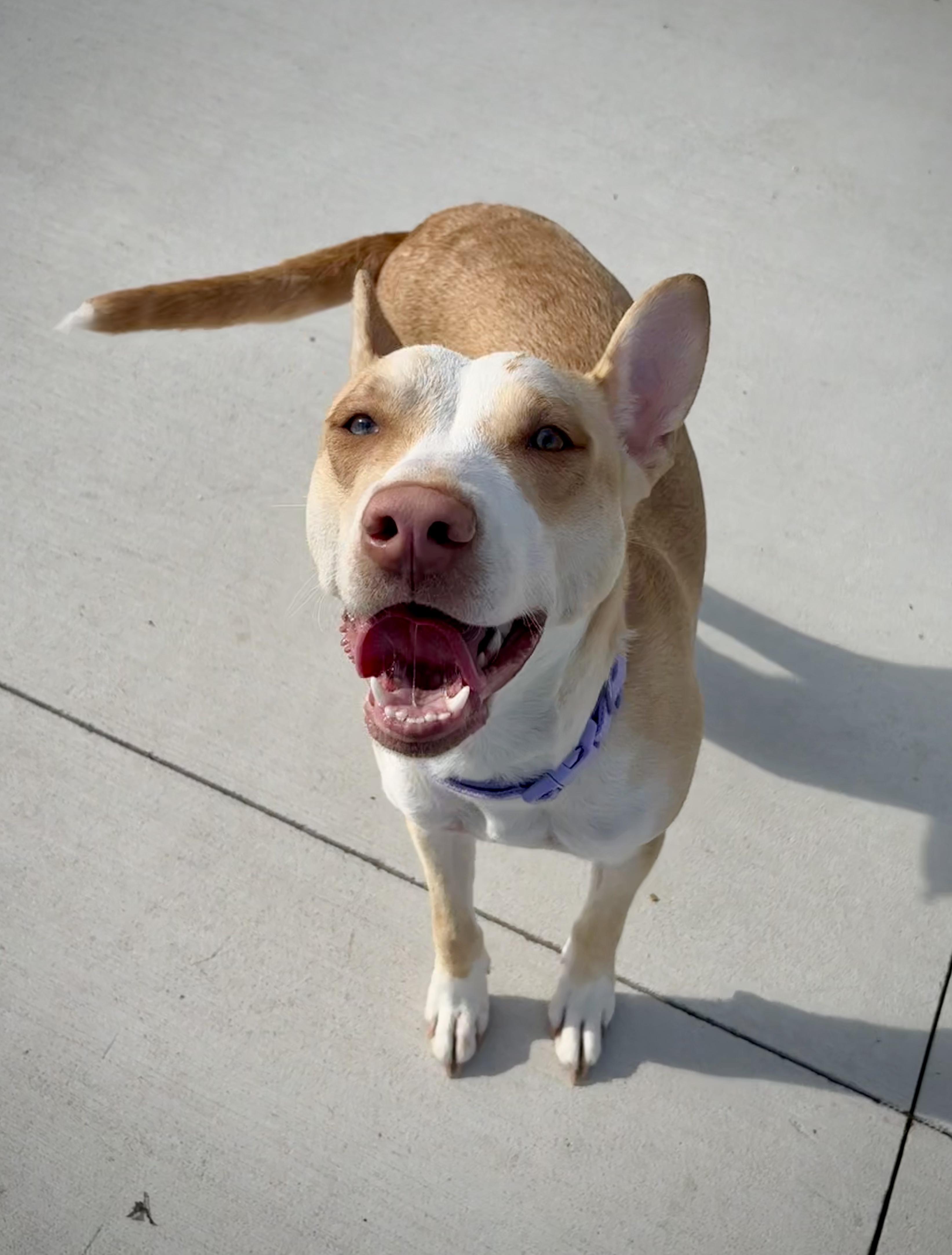 Enlarge Hera, a Adoptable mixed breed in Kalamazoo, MI image 2/6