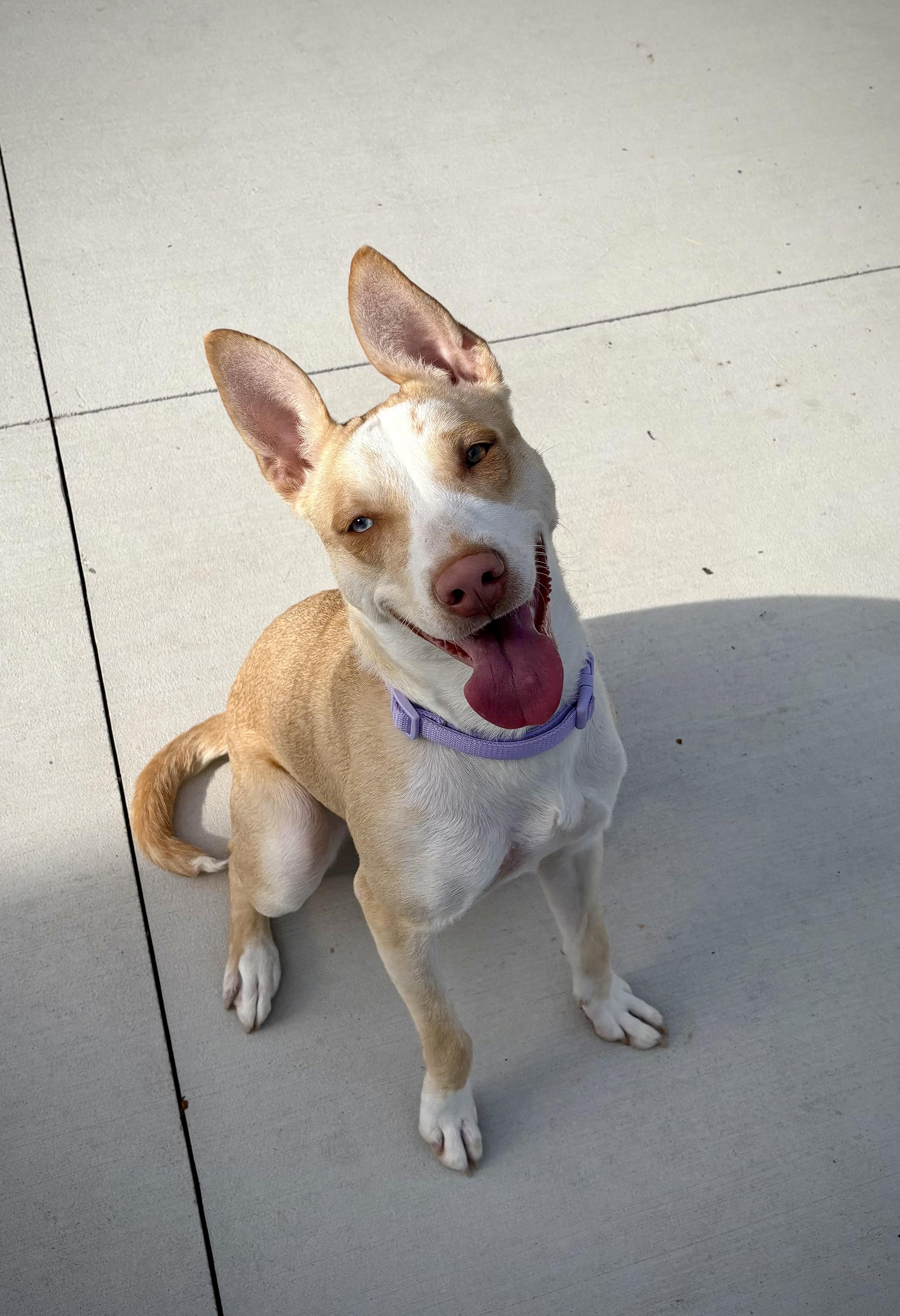 Enlarge Hera, a Adoptable mixed breed in Kalamazoo, MI image 3/6