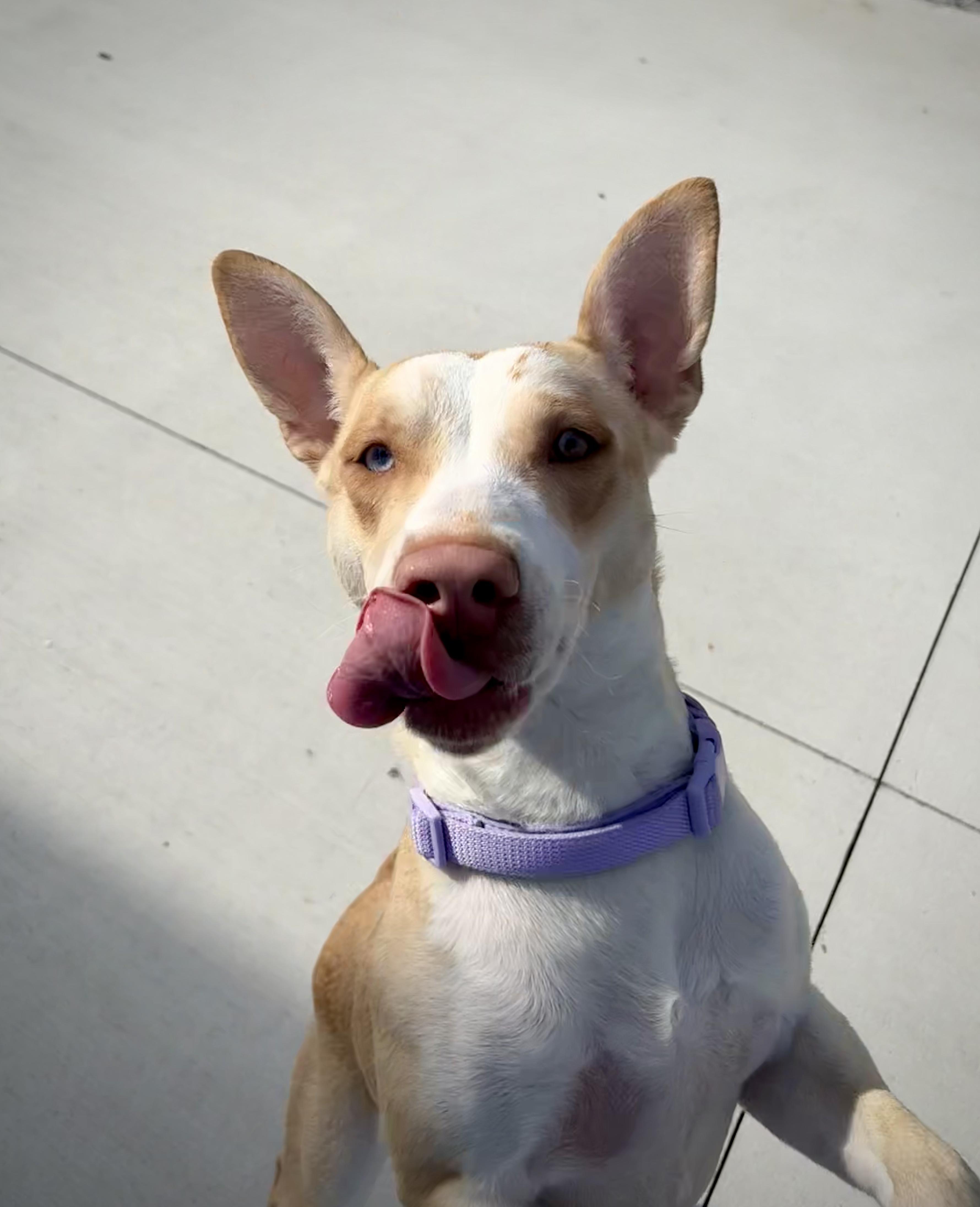 Enlarge Hera, a Adoptable mixed breed in Kalamazoo, MI image 5/6