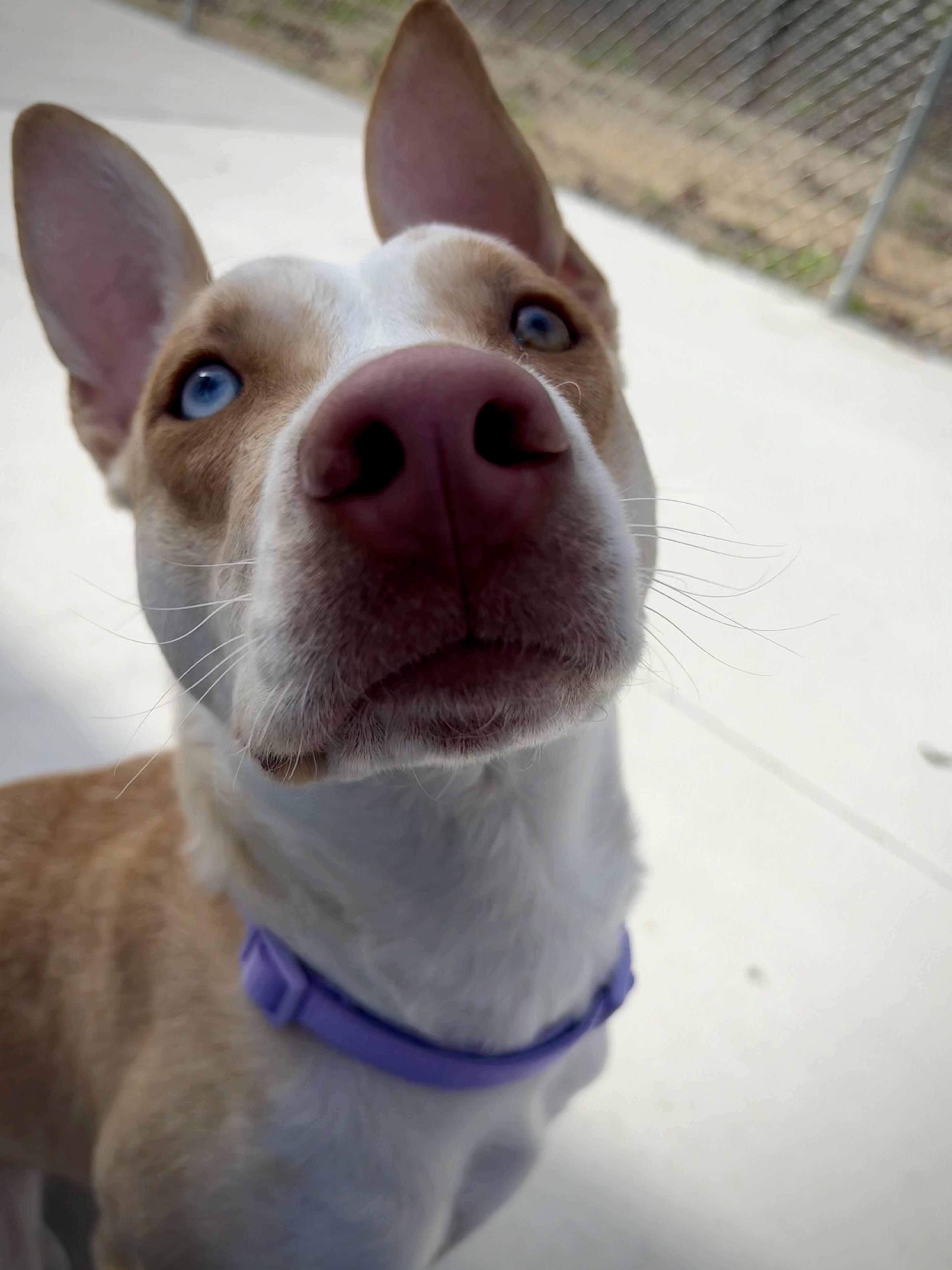 Enlarge Hera, a Adoptable mixed breed in Kalamazoo, MI image 4/6