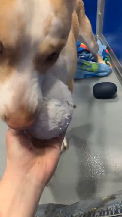 Enlarge Hera, a Adoptable mixed breed in Kalamazoo, MI video 6/6