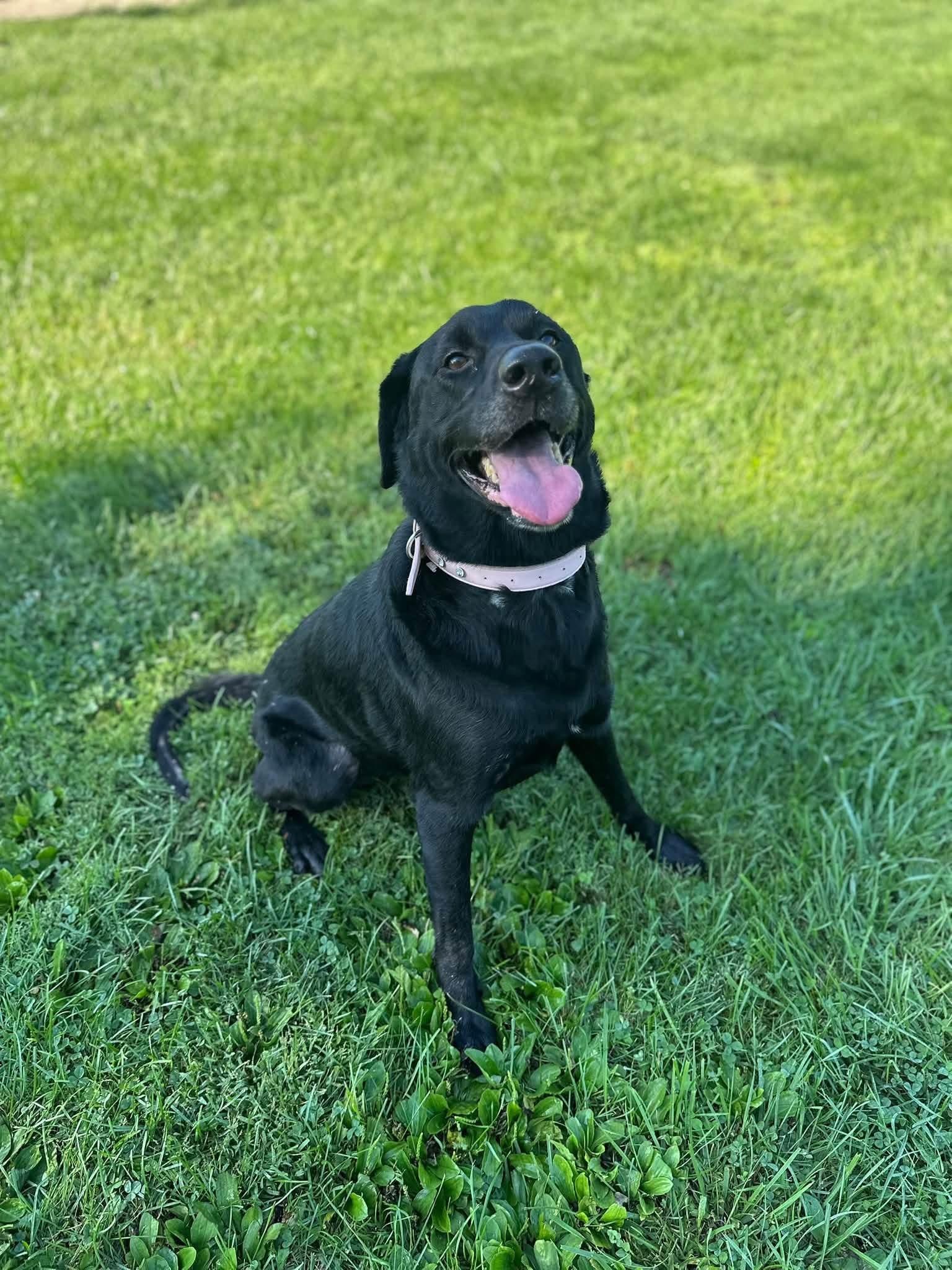 Enlarge Rio, a Adopted Black Labrador Retriever in Myerstown, PA image 2/4