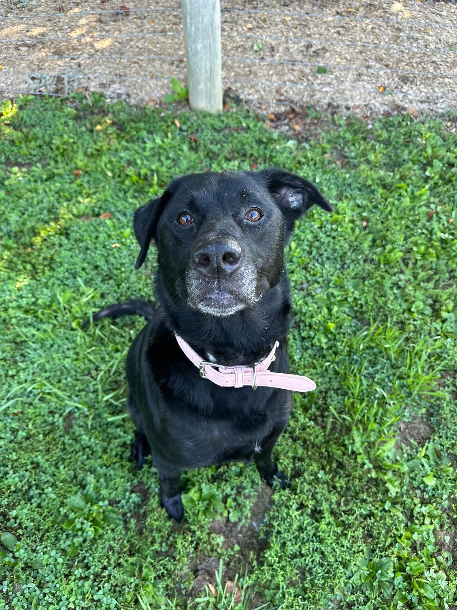 Enlarge Rio, a Adopted Black Labrador Retriever in Myerstown, PA image 1/4