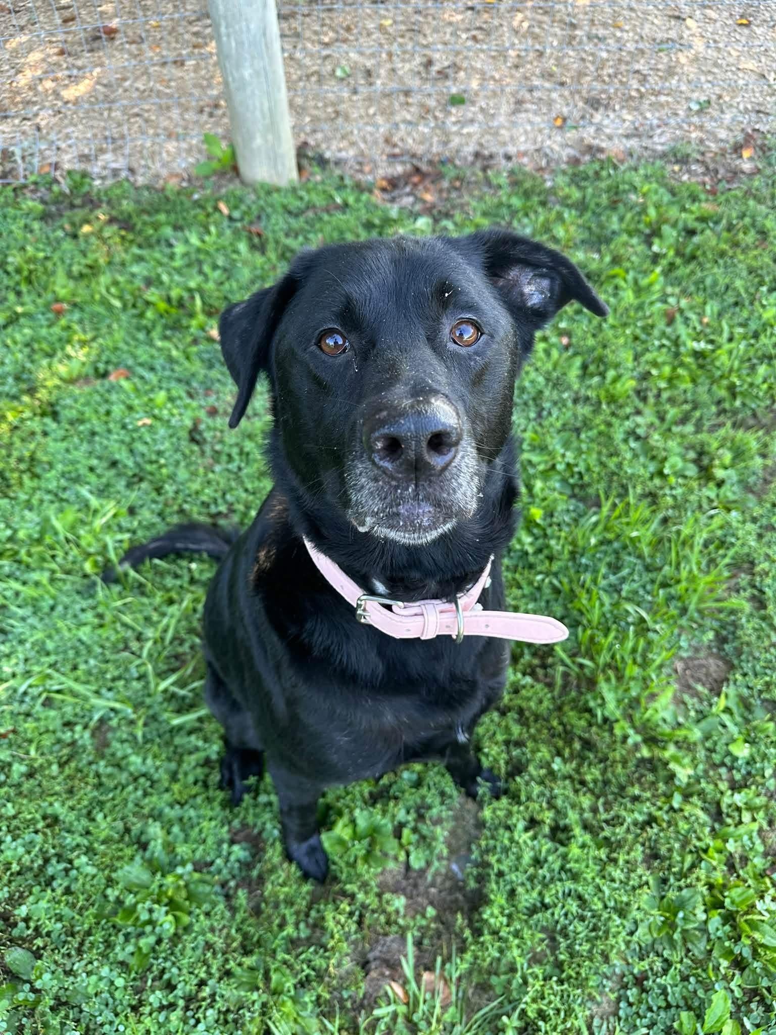 Enlarge Rio, a Adopted Black Labrador Retriever in Myerstown, PA image 3/4
