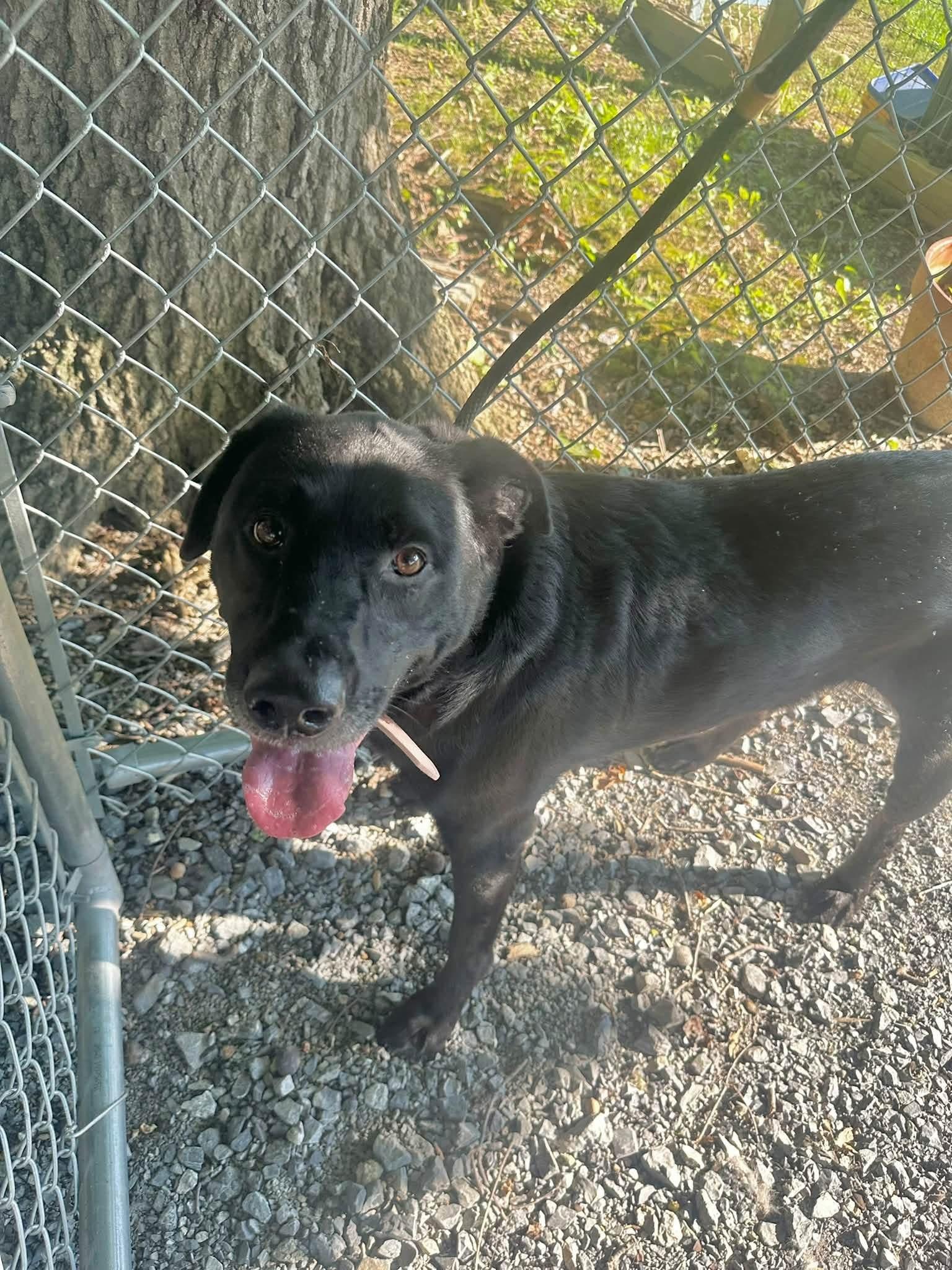 Enlarge Rio, a Adopted Black Labrador Retriever in Myerstown, PA image 4/4
