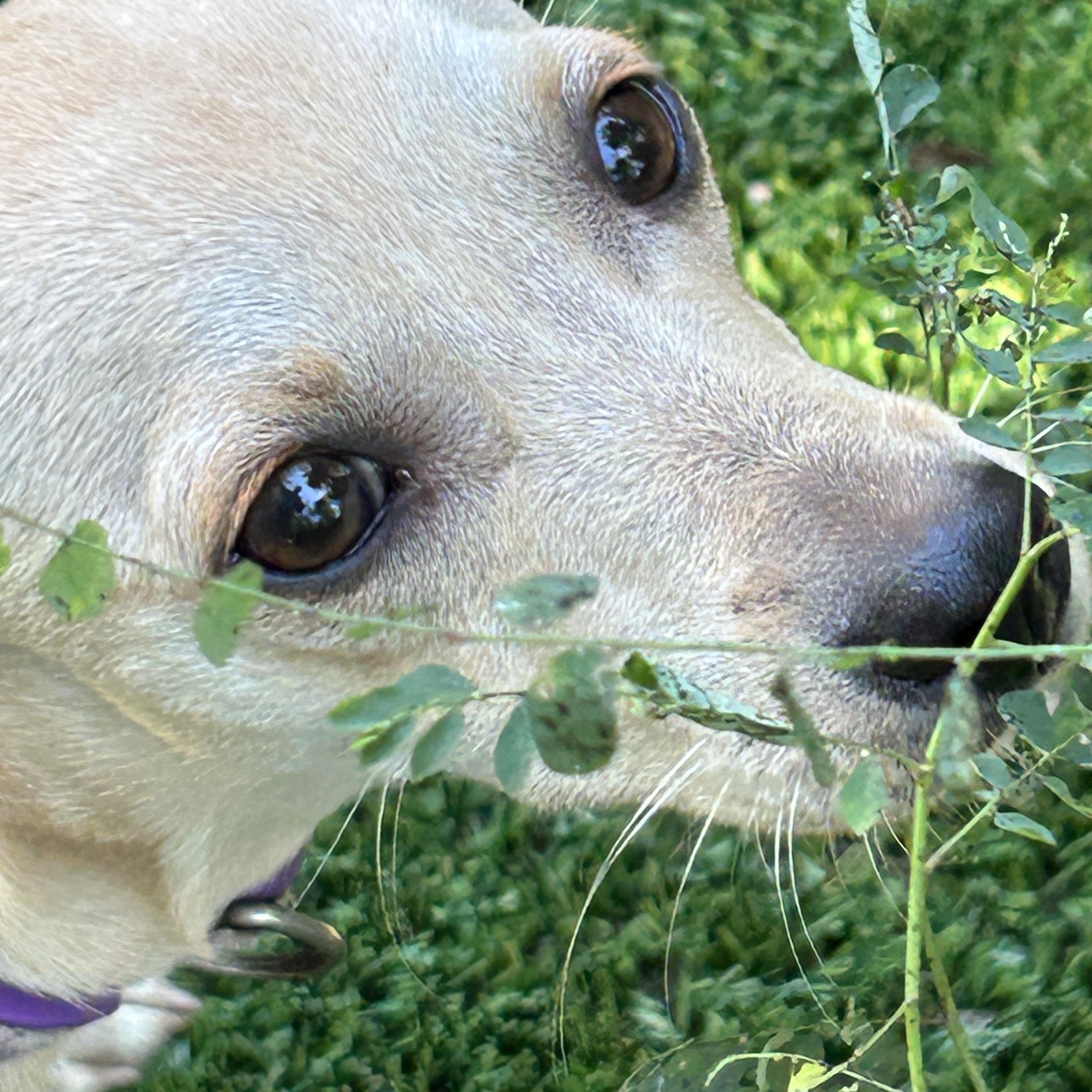 Pixie, Adoptable, Puppy Female Chihuahua.