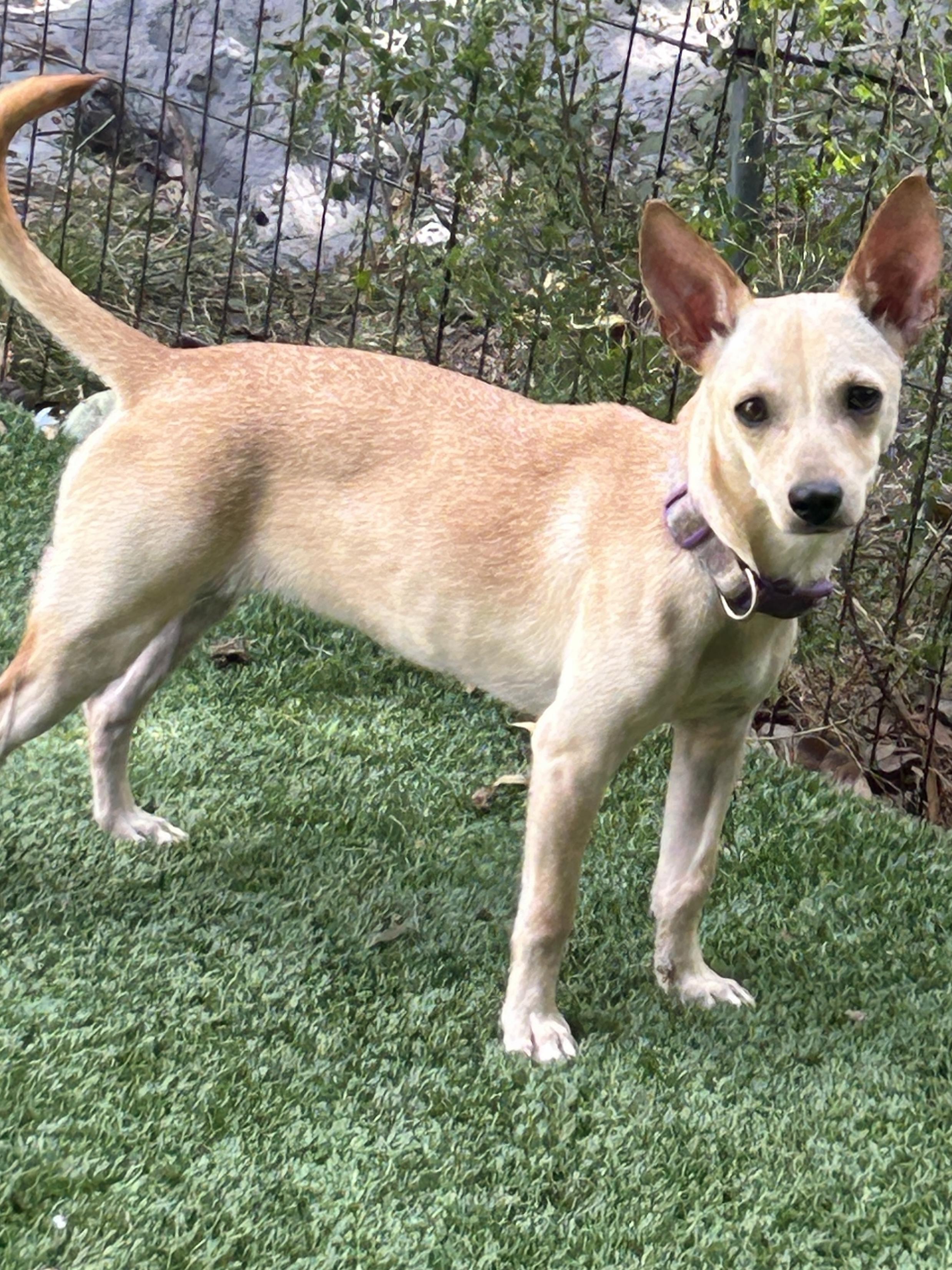 Pixie, a Adoptable mixed breed in Sarasota, FL image 2/4