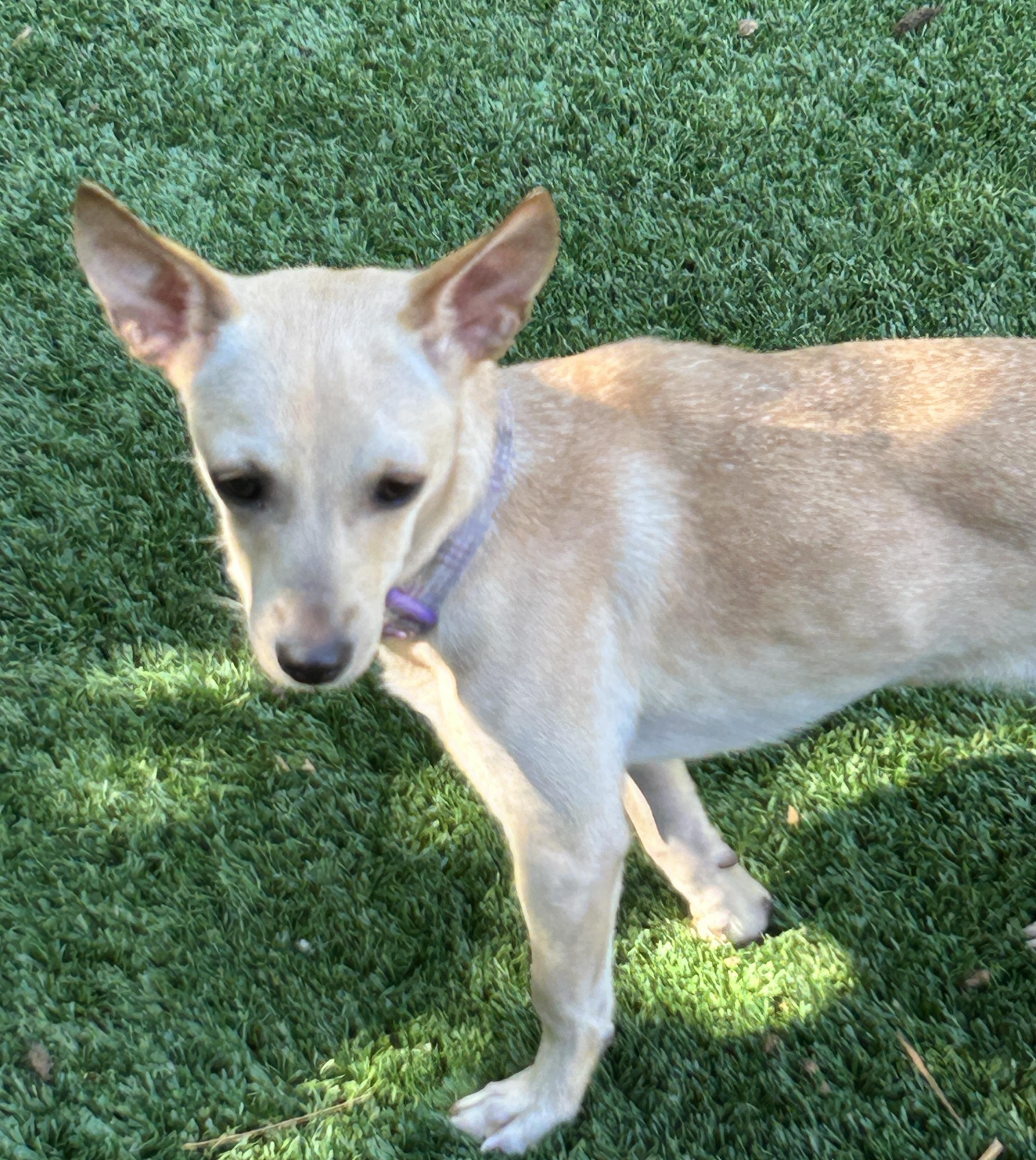 Pixie, a Adoptable mixed breed in Sarasota, FL image 3/4