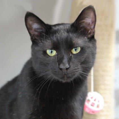 Sammy, a Adoptable mixed breed in Atlanta, GA image 1/3