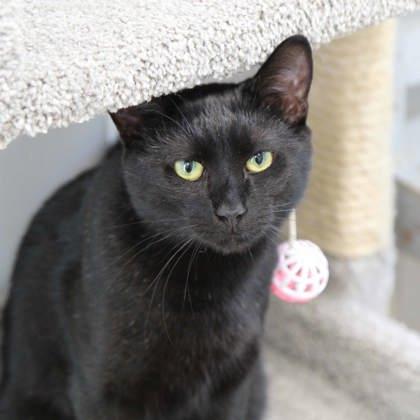 Sammy, a Adoptable mixed breed in Atlanta, GA image 3/3