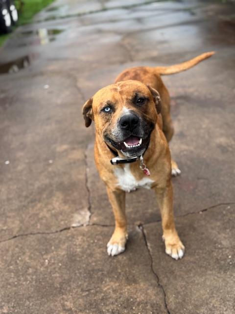 George - (WA), an adopted mixed breed in Seattle, WA image 3/6