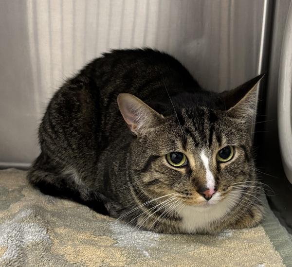 Genghis - Bonded W/ Spooky, Adoptable, Adult Male Domestic Short Hair.