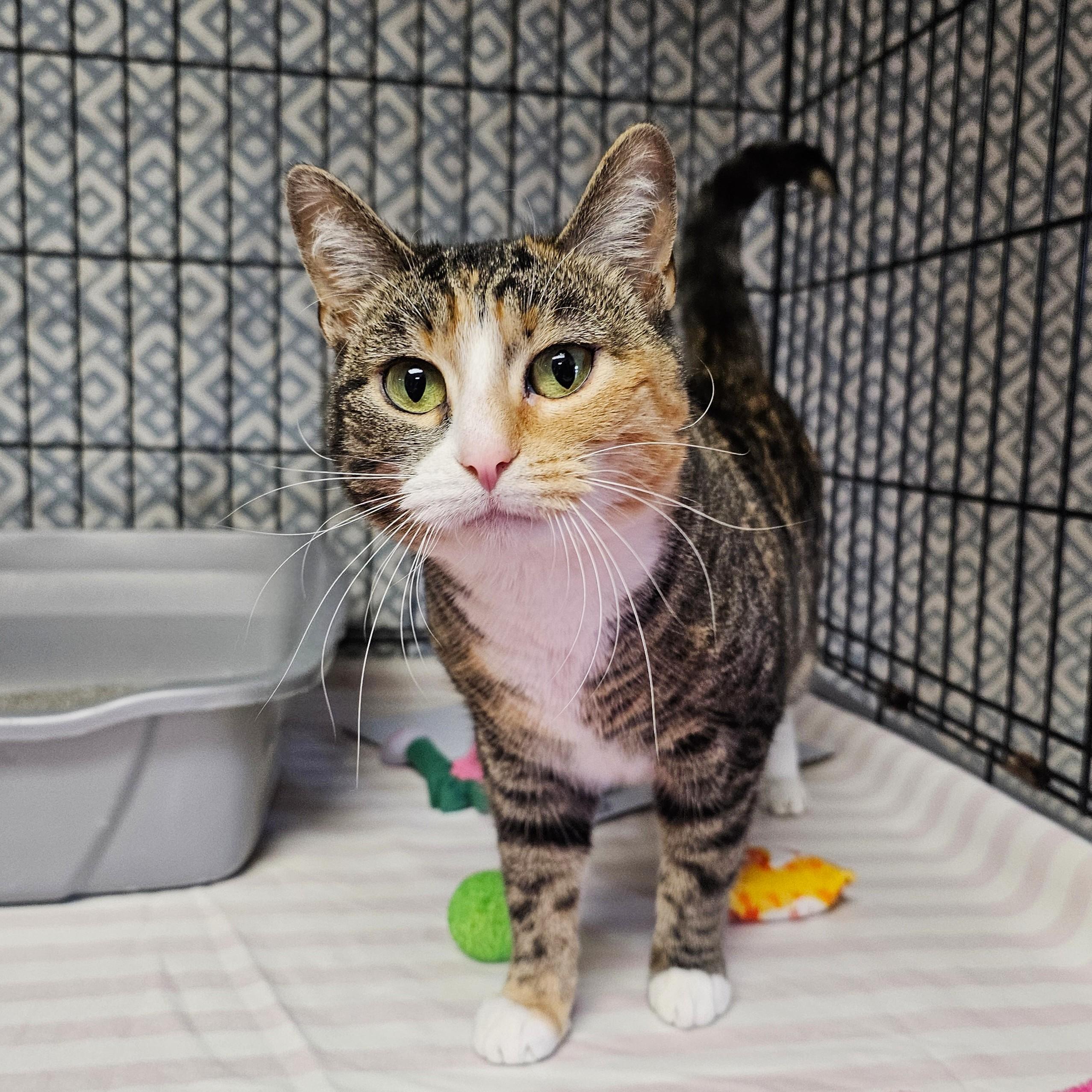 Jersey, adopted, Adult Female Torbie.