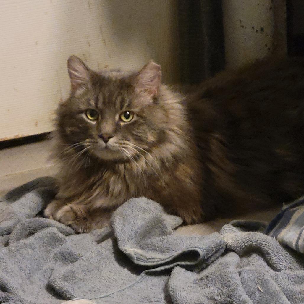 Sir Fluffy Butt, Adoptable, Adult Male Domestic Long Hair.