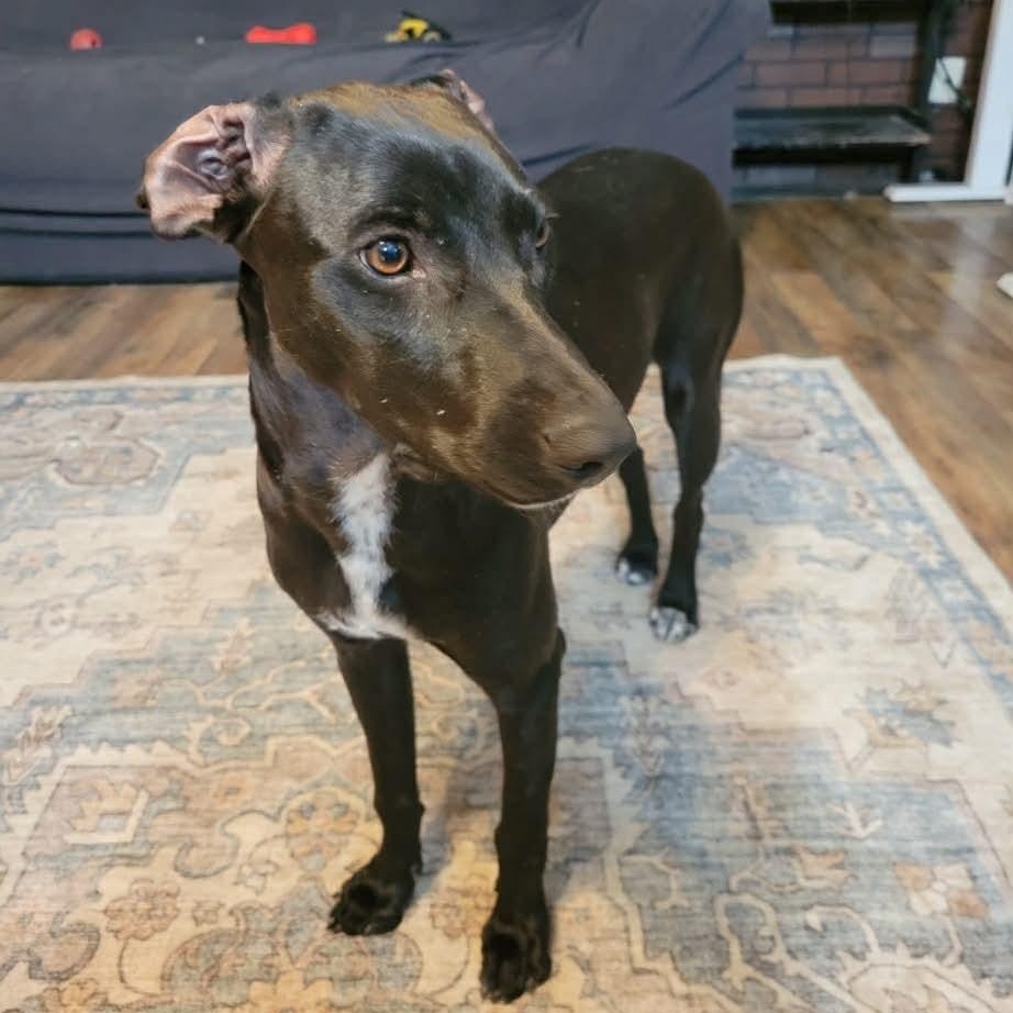 June, a Adoptable mixed breed in Seattle, WA image 2/6