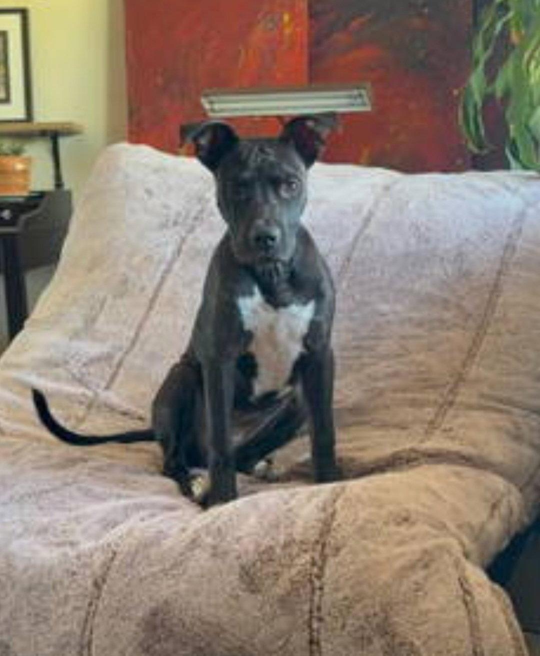 Enlarge COSMO, a Adoptable mixed breed in Chandler, AZ image 2/3