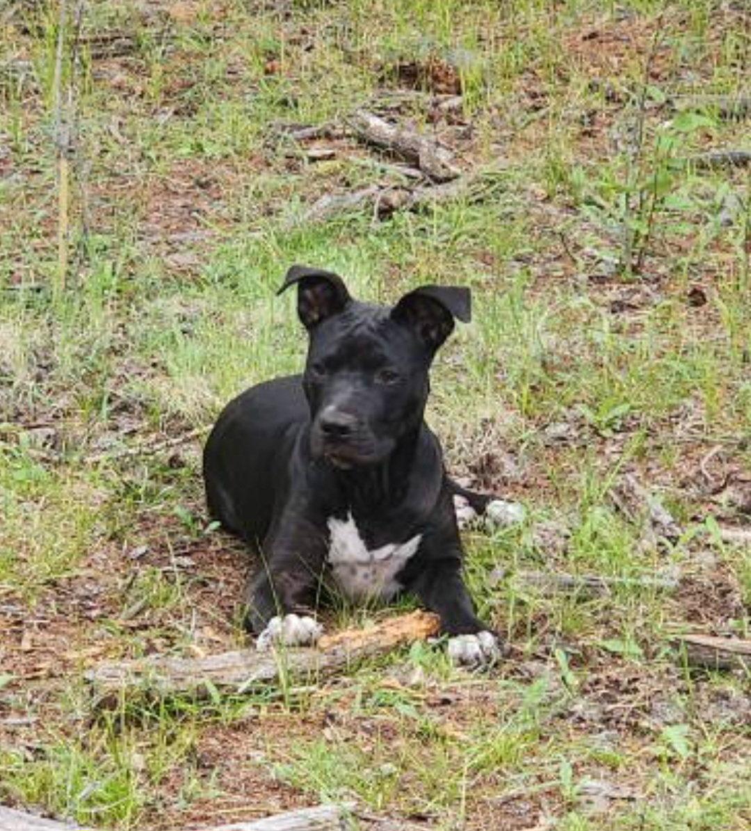 Enlarge COSMO, a Adoptable mixed breed in Chandler, AZ image 3/3