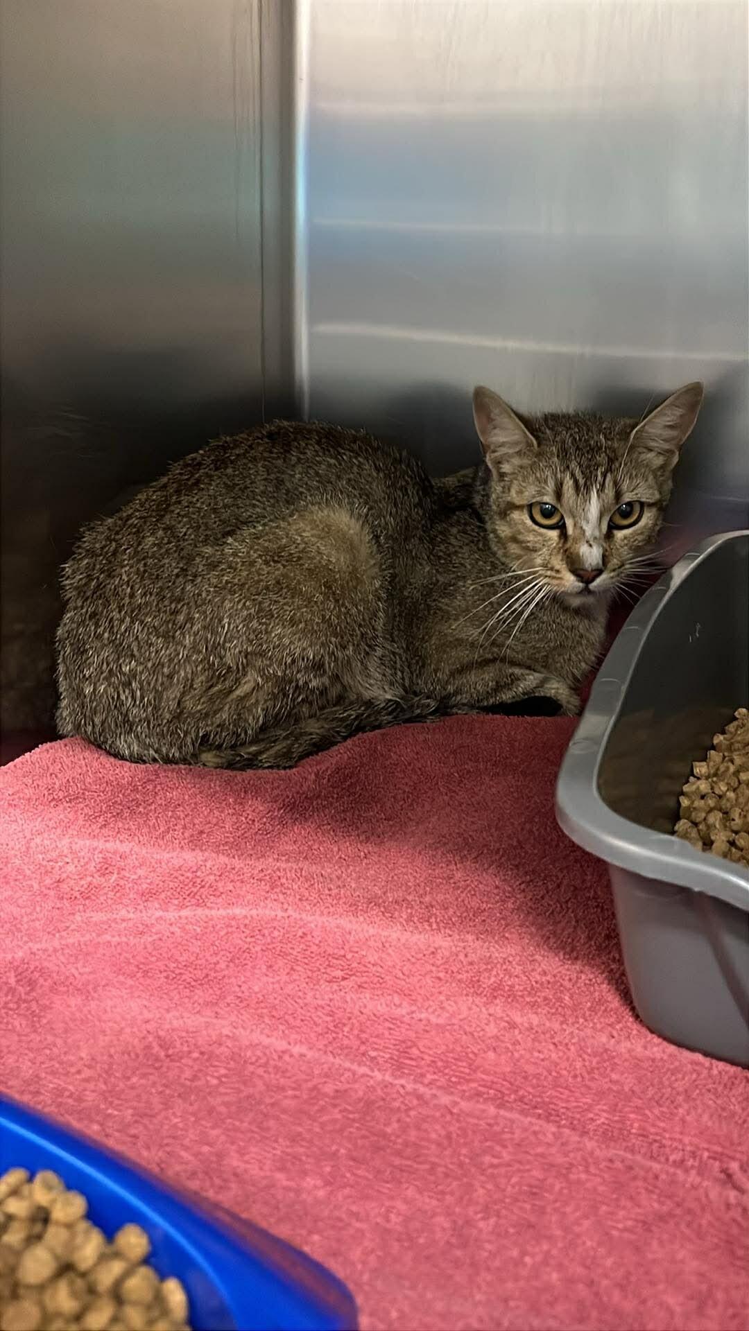 kiwi, Adoptable, Adult Female Domestic Short Hair.