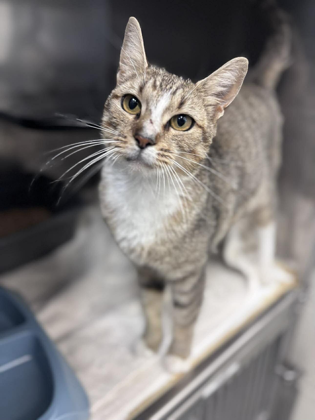kiwi, a Adoptable Domestic Short Hair in Burgaw, NC image 2/2