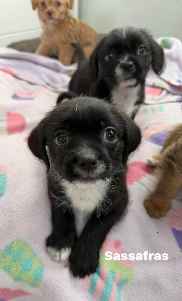 Enlarge Sassafras, a Adoptable mixed breed in Phoenix, AZ image 1/2