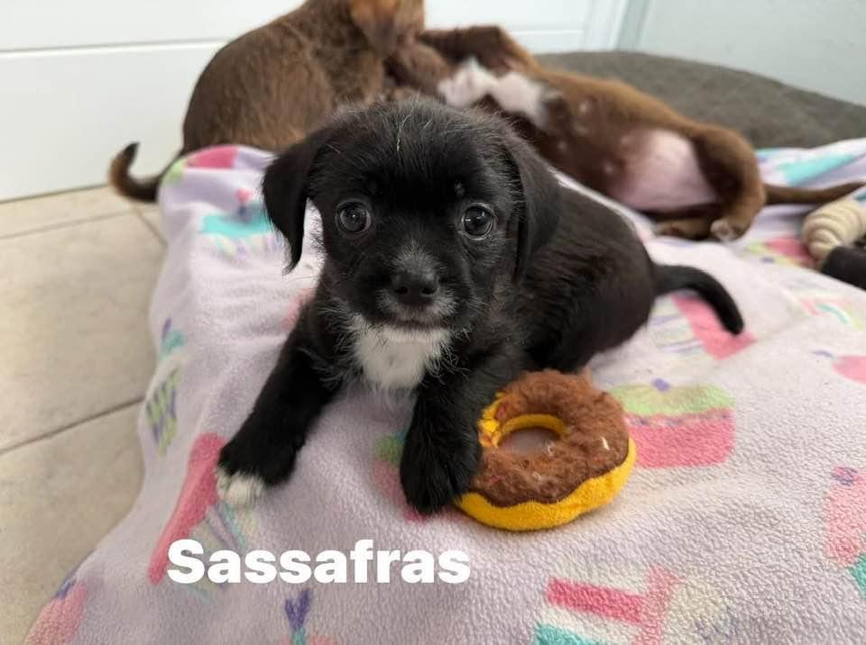 Enlarge Sassafras, a Adoptable mixed breed in Phoenix, AZ image 2/2