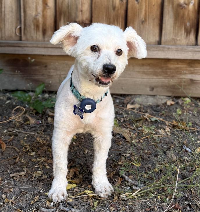 Flip Flop, Adopted, Young Male Maltese & Poodle.