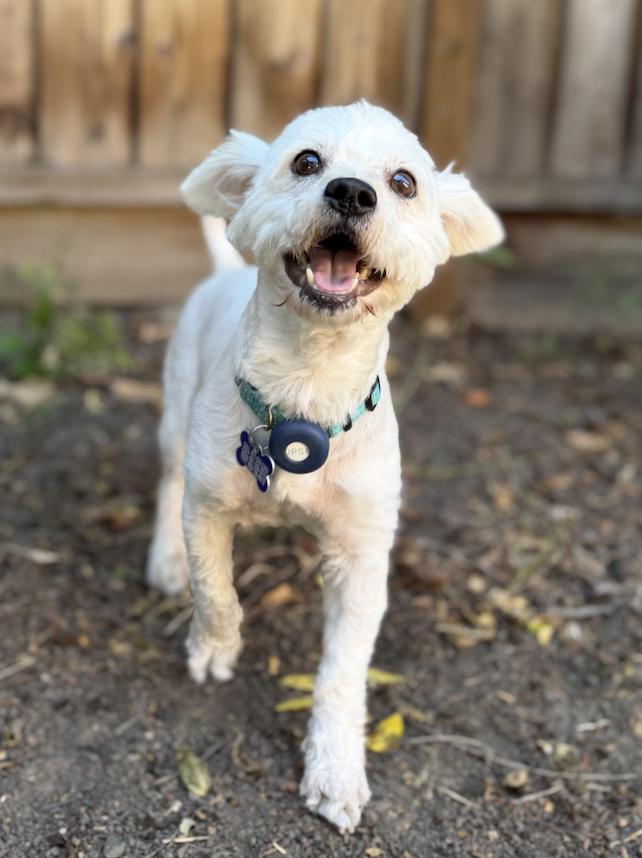 Flip Flop, a Adopted mixed breed in Palo Alto, CA image 2/3