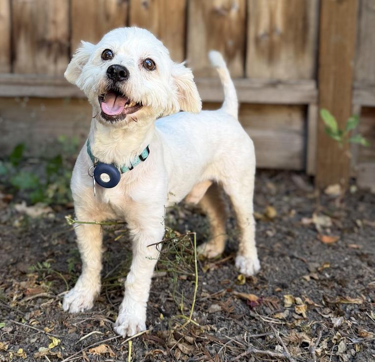 Flip Flop, a Adopted mixed breed in Palo Alto, CA image 3/3