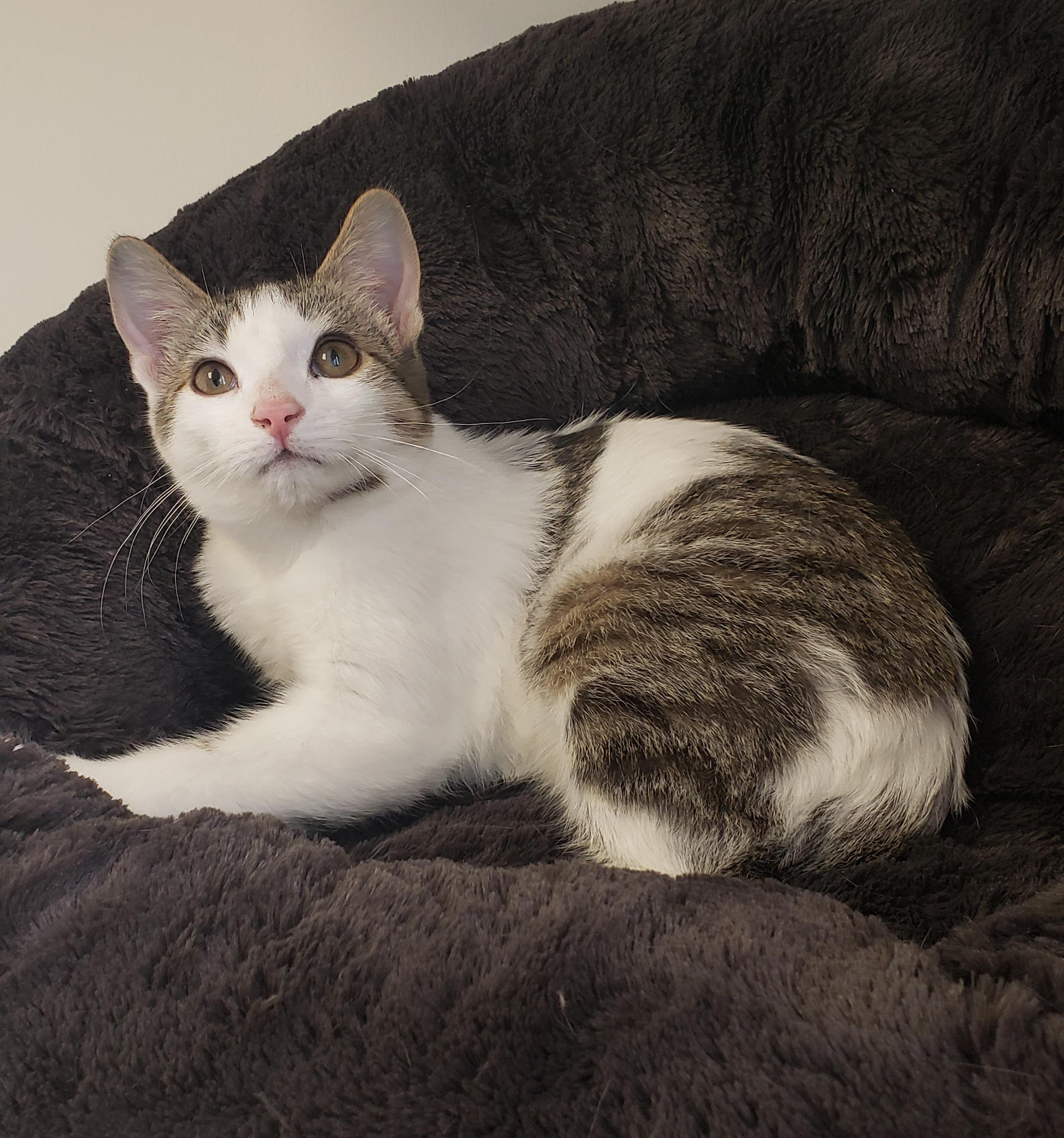 Canneberge, a ADOPTABLE Domestic Short Hair in Anjou, QC image 2/2
