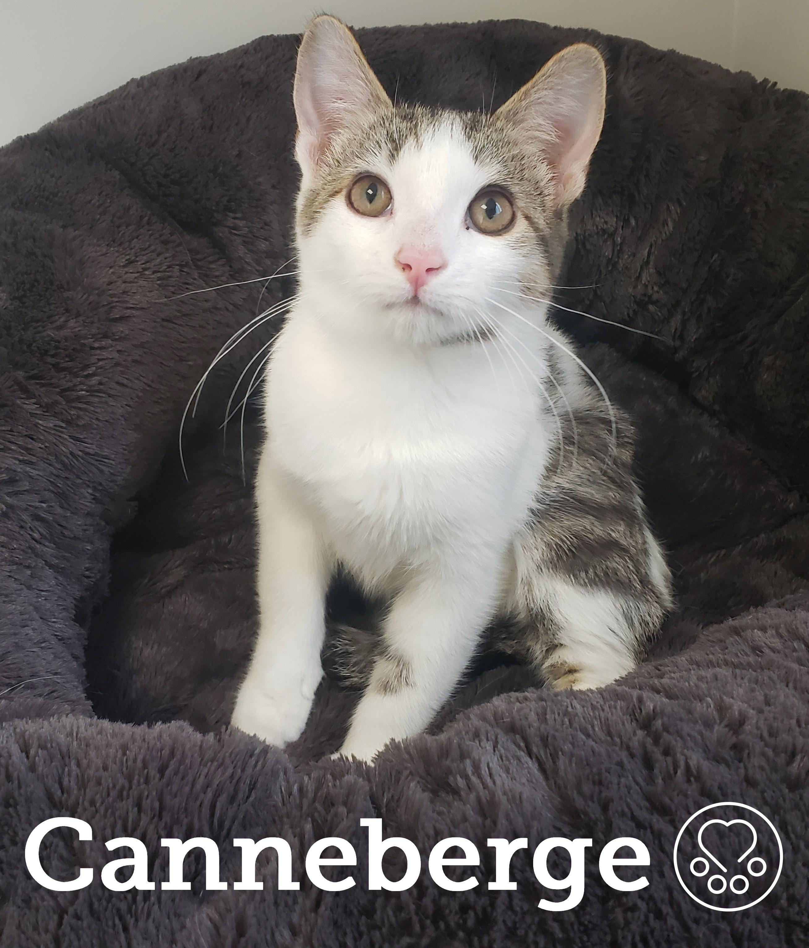 Canneberge, a ADOPTABLE Domestic Short Hair in Anjou, QC image 1/2