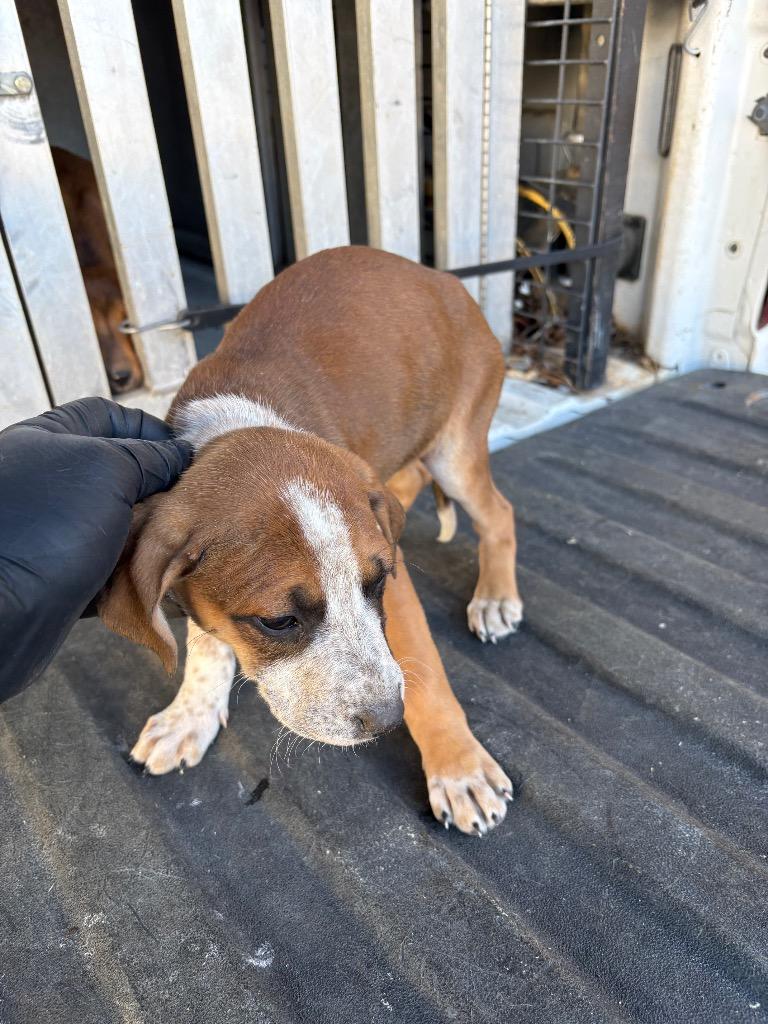 Mama, Adopted, Puppy Female Mixed Breed.