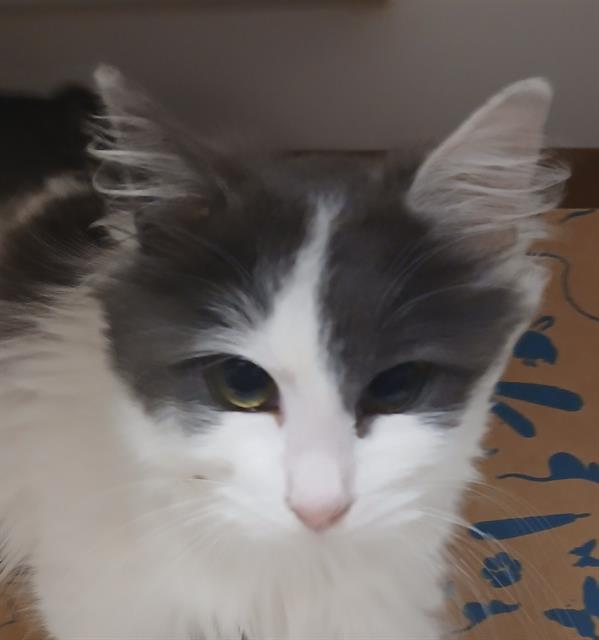 ANGORA, Adoptable, Young Female Domestic Medium Hair.