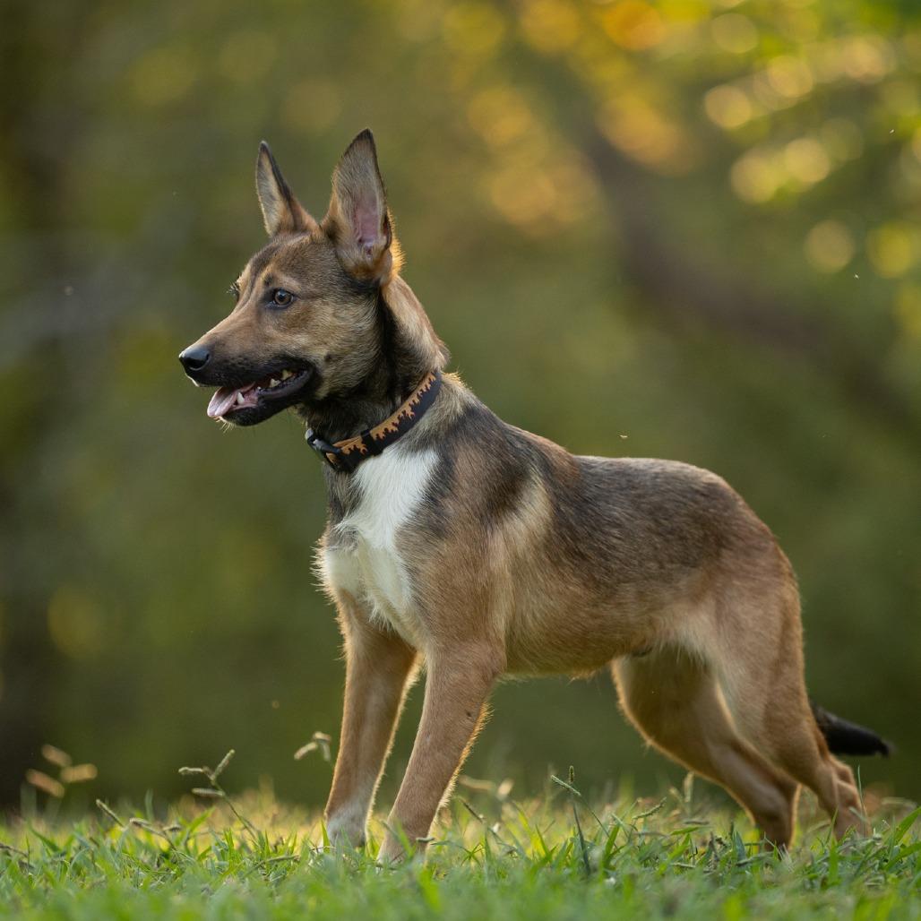 Enlarge Poet, a Adoptable Mixed Breed in Rossville, GA image 1/4