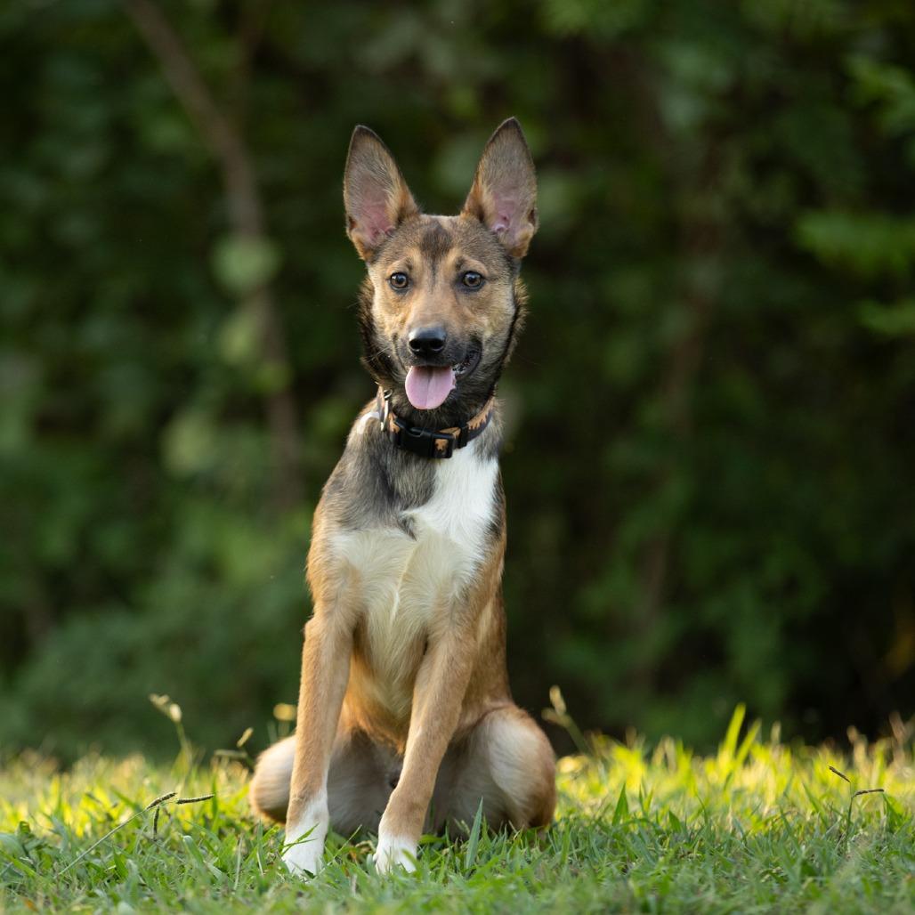 Enlarge Poet, a Adoptable Mixed Breed in Rossville, GA image 2/4
