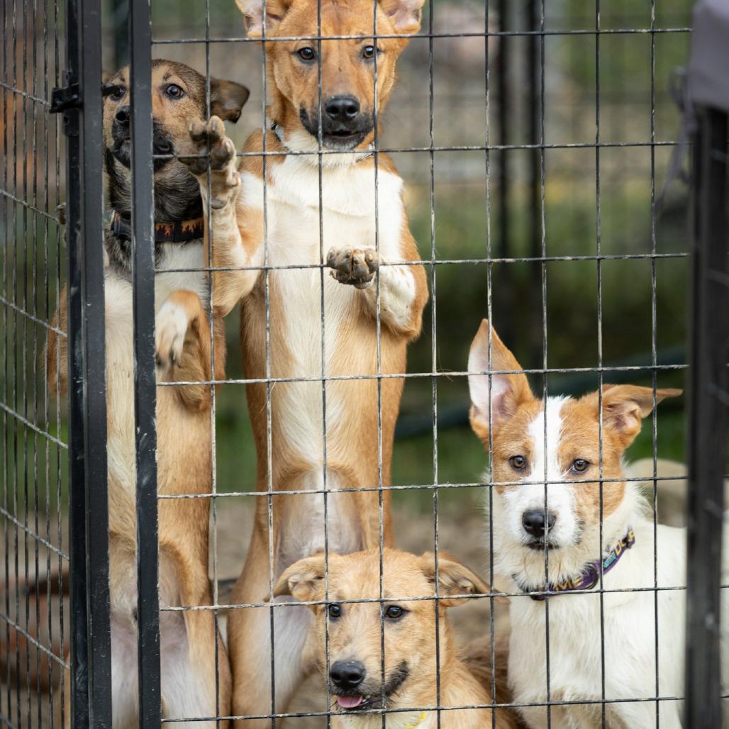 Enlarge Poet, a Adoptable Mixed Breed in Rossville, GA image 3/4