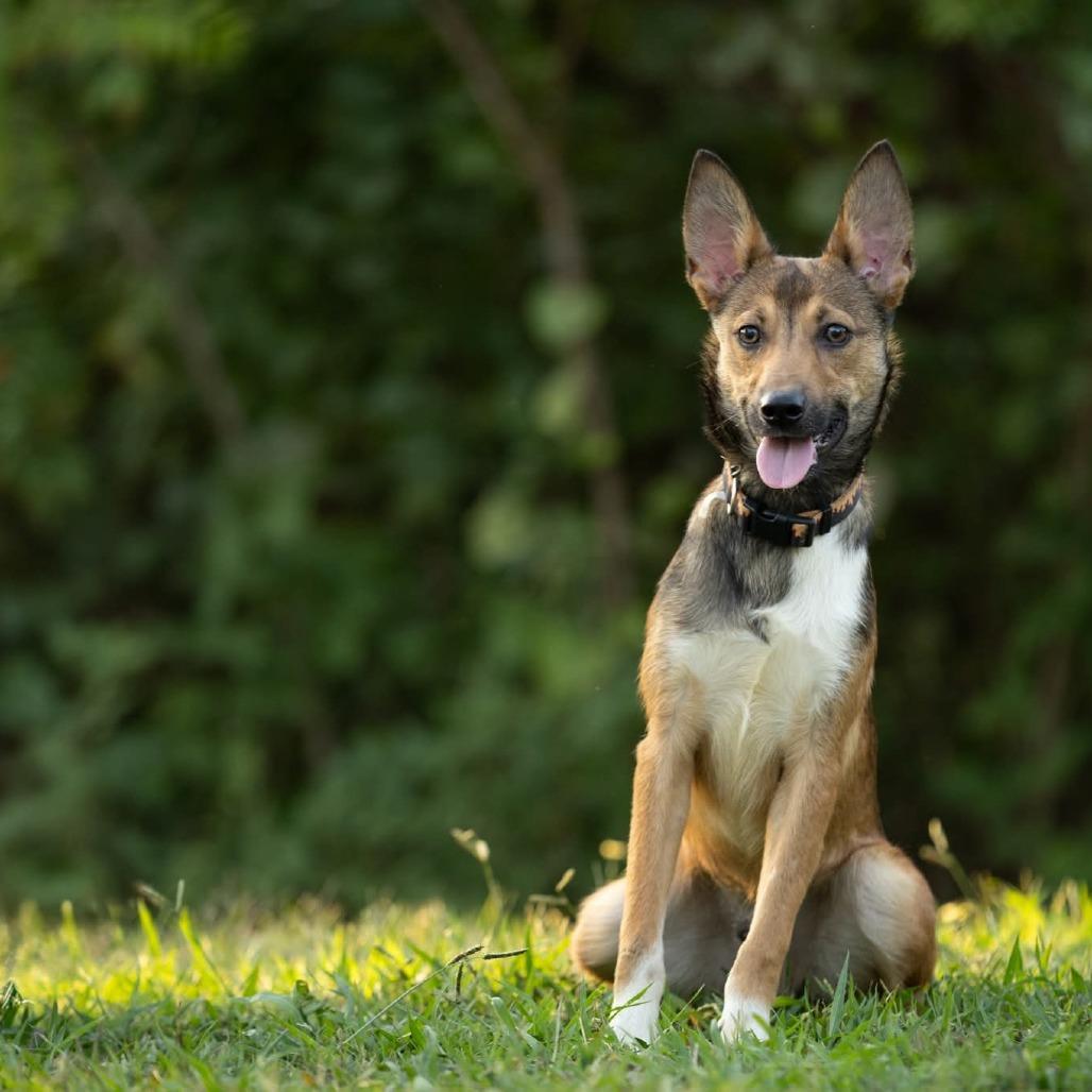 Enlarge Poet, a Adoptable Mixed Breed in Rossville, GA image 4/4