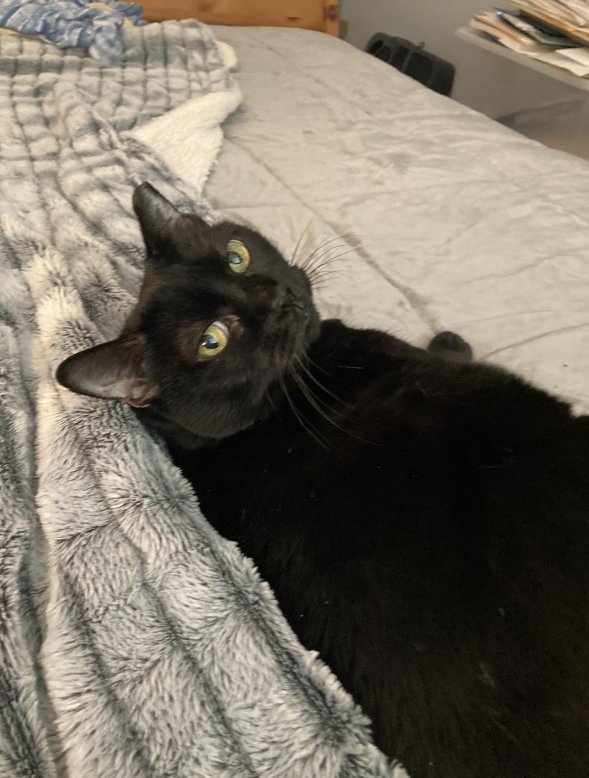 Mama Dove, Adoptable, Senior Female Domestic Short Hair.