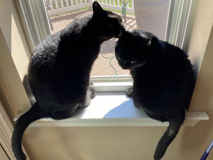 Enlarge Mama Dove, a Adoptable Domestic Short Hair in Philadelphia, PA image 2/6