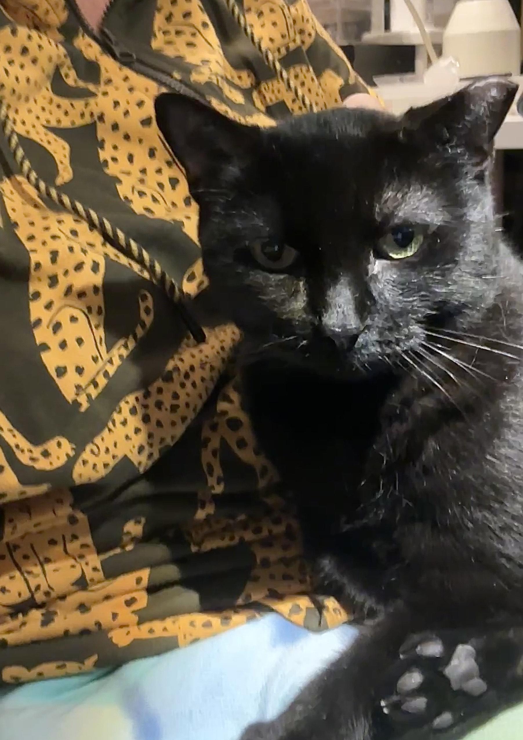 Enlarge Mama Dove, a Adoptable Domestic Short Hair in Philadelphia, PA image 3/6