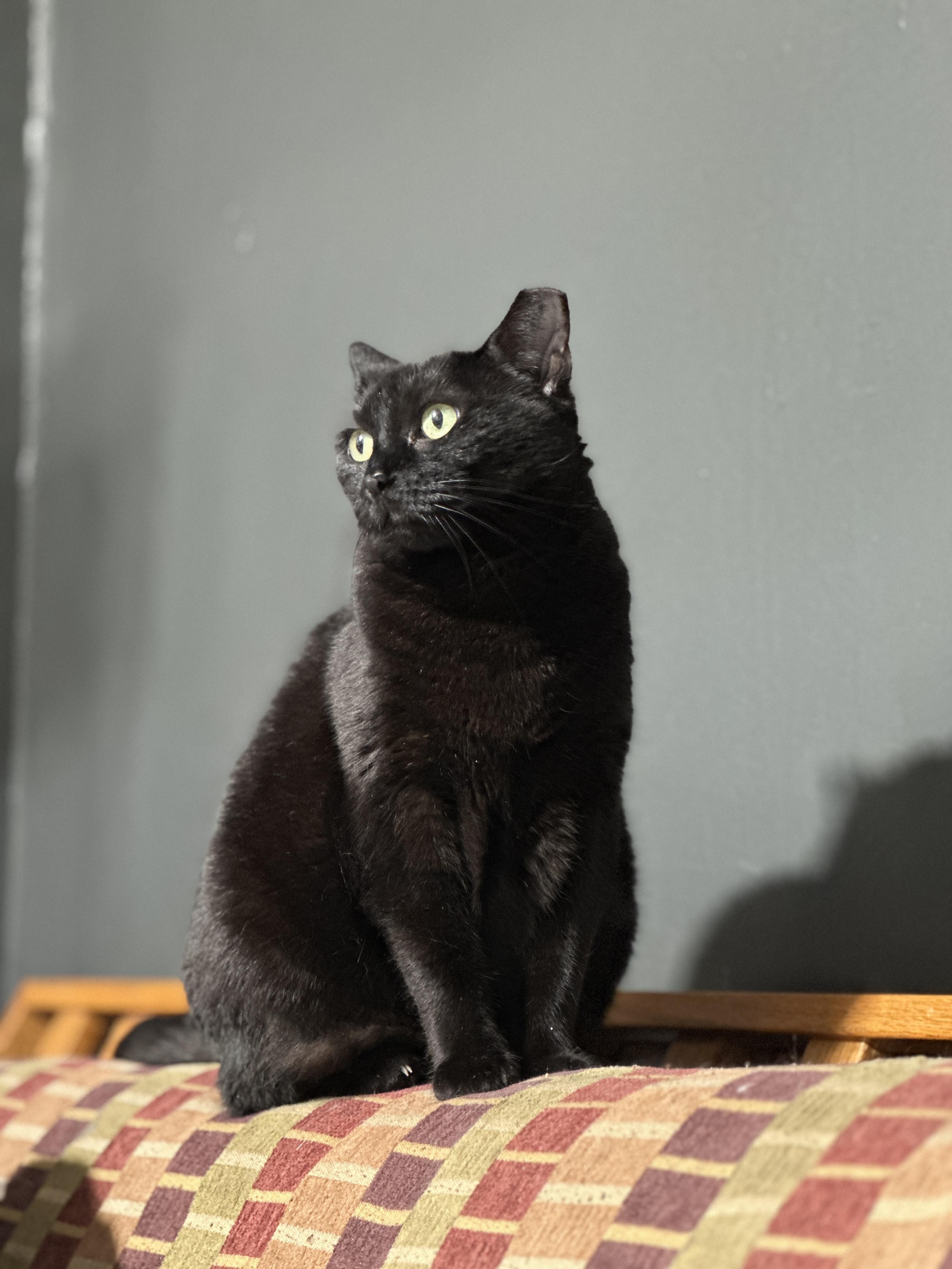Enlarge Mama Dove, a Adoptable Domestic Short Hair in Philadelphia, PA image 5/6