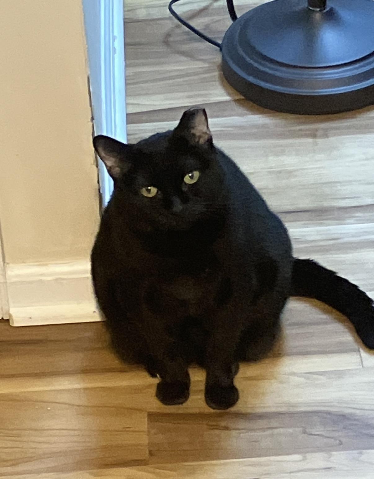 Mama Dove, a Adoptable Domestic Short Hair in Philadelphia, PA image 3/3