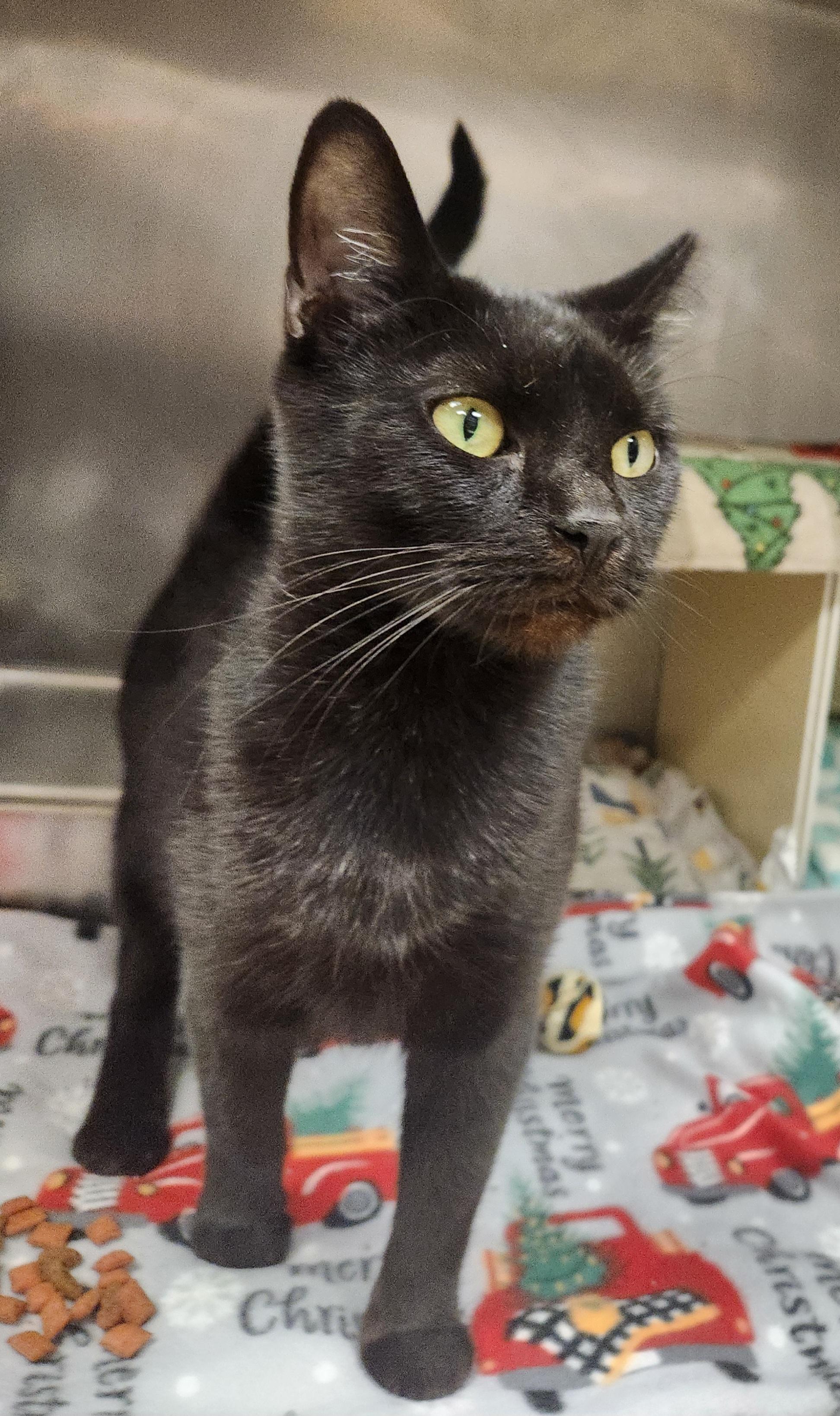 Enlarge Salem, an adopted Domestic Short Hair in Clayton, NJ image 1/1