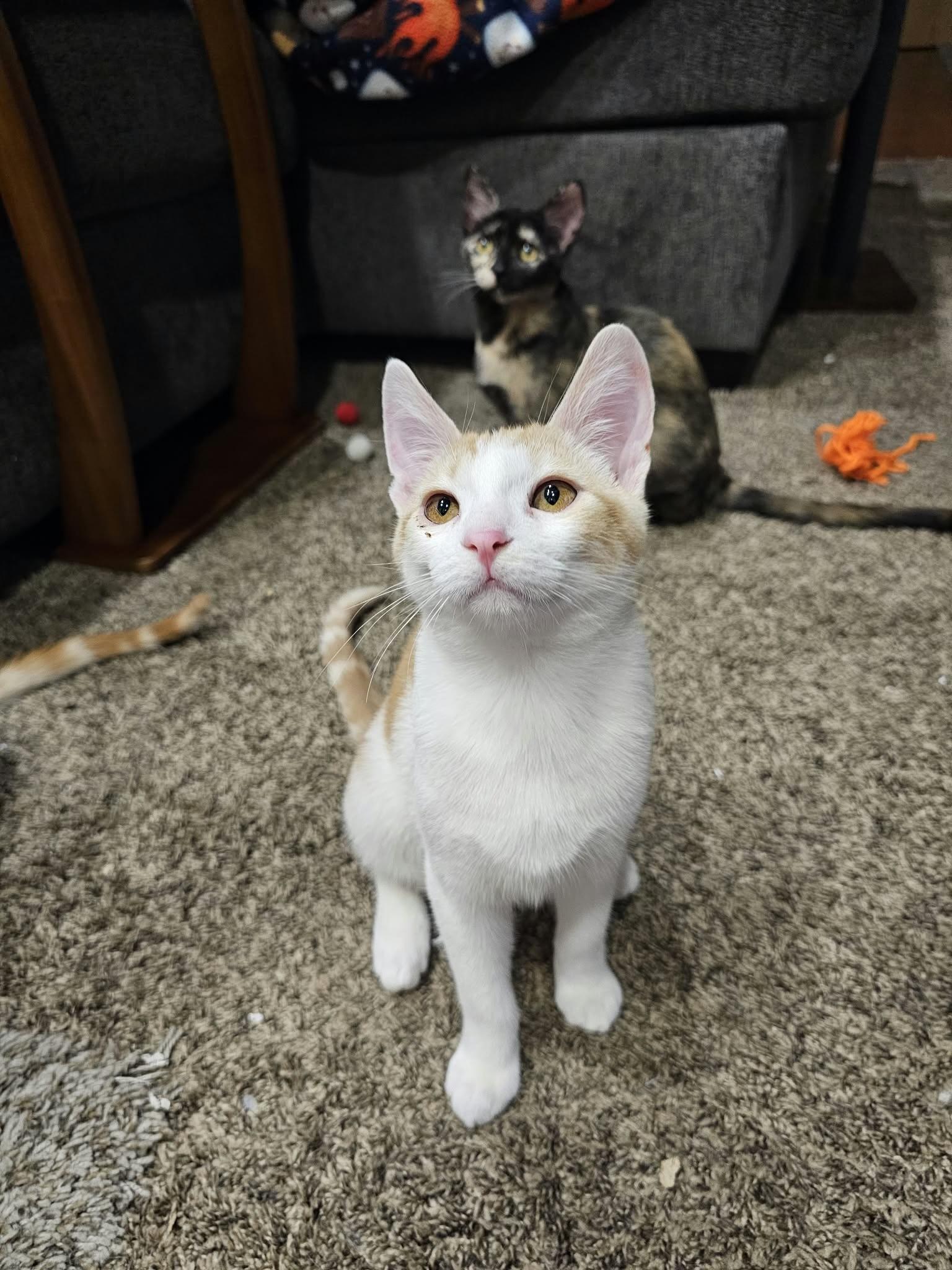 Havarti (Bonded with Colby), Adoptable, Kitten Male Domestic Short Hair.