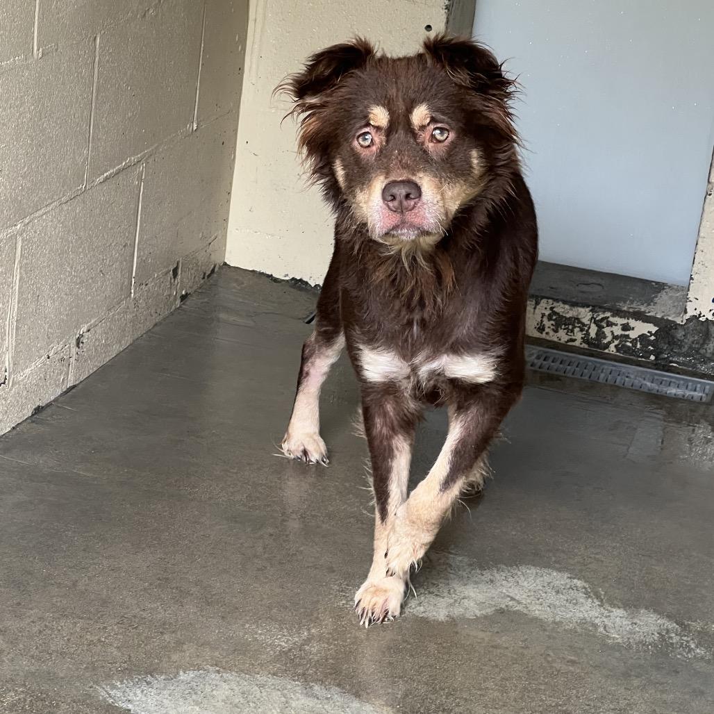 Enlarge Darlene, a Adoptable mixed breed in Galveston, TX image 1/1