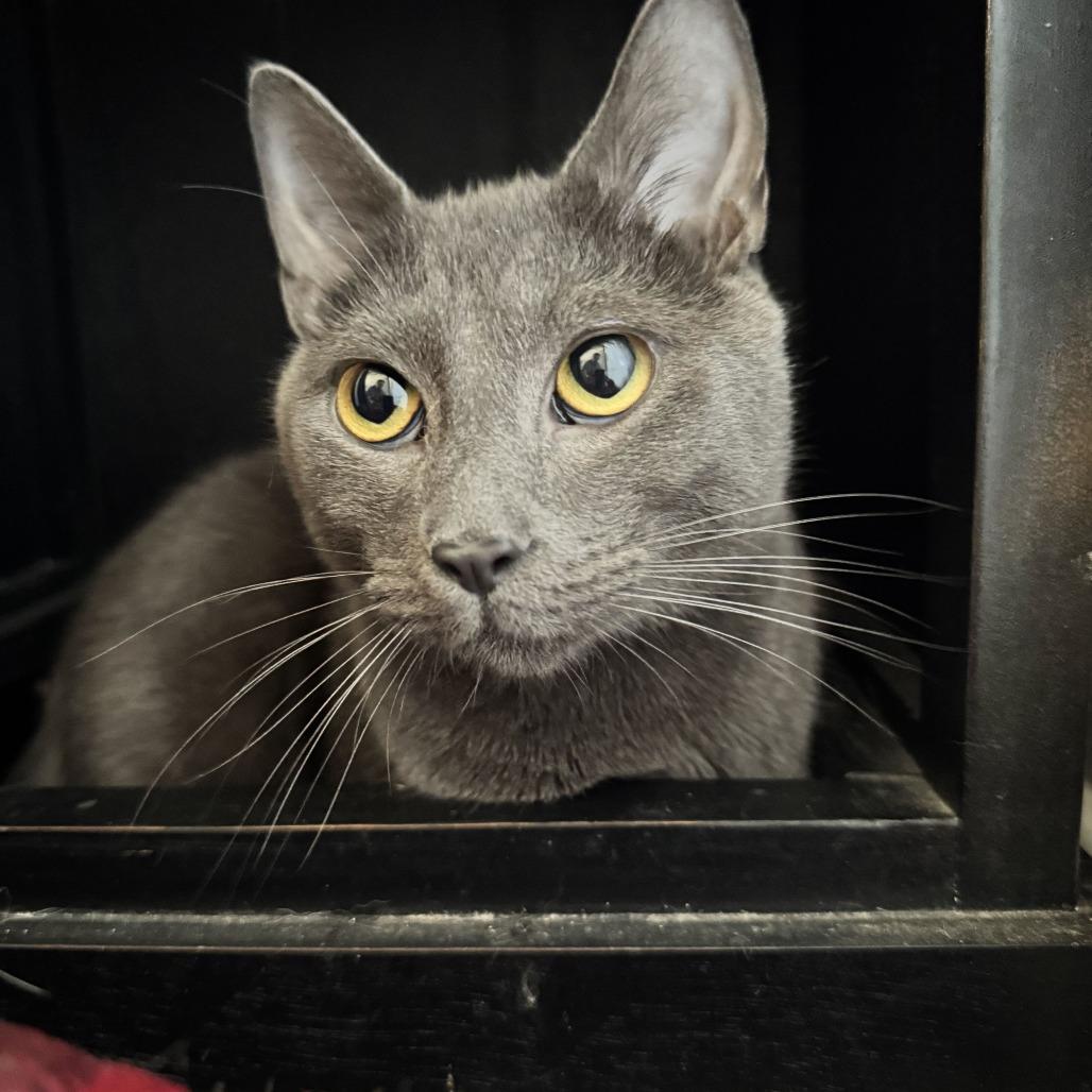 Merlin, Adoptable, Adult Male Domestic Short Hair & Mixed Breed.