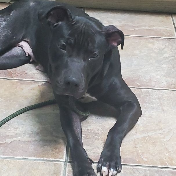 Rose, a Adoptable mixed breed in Lago Vista, TX image 2/4