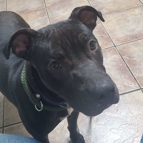 Rose, a Adoptable mixed breed in Lago Vista, TX image 3/4